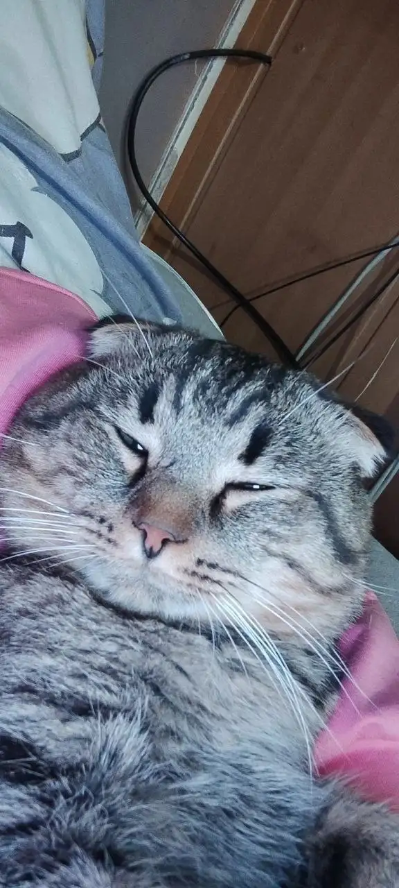 Пропали коты Тайсон и Мурик - Животные в Иркутск