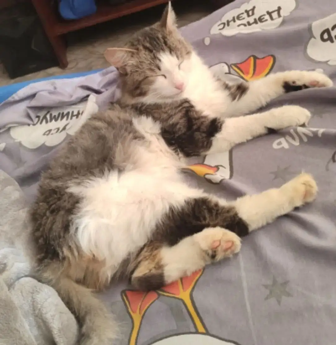 Пропали коты Тайсон и Мурик - Животные в Иркутск