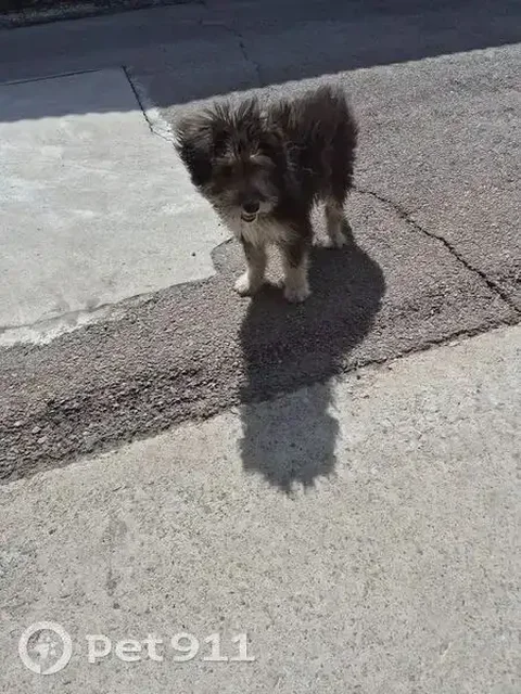 Потерялась собака - щенок девочка - Пропажа животных в Усолье-Сибирское