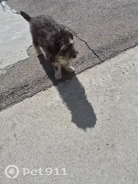 Потерялась собака - щенок девочка - Кошки и собаки (Животные) в Усолье-Сибирское