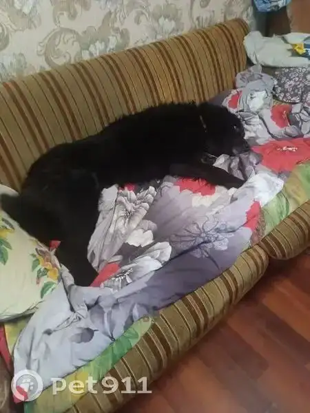 Пропала собака - Пропажа животных (Животные) в Усольский район