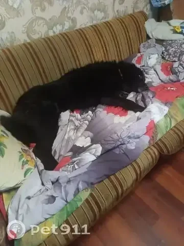 Пропала собака - Потеряшки в Усольский район