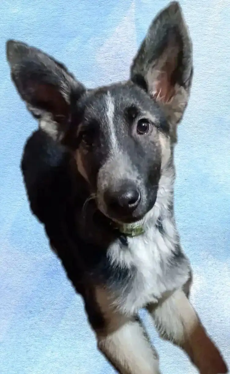 Пропала собака Орли в Иркутске - Пропажа животных (Животные) в Иркутск