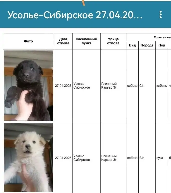 Потеряшка Иркутск - животные в Усолье-Сибирское - Потеряшки (Животные) в Усолье-Сибирское