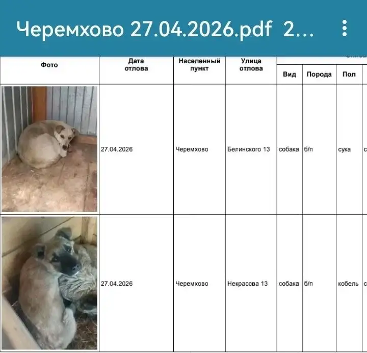 Найдены собаки в Черемхово - свяжитесь с приютом - Потеряшки (Животные) в Черемхово