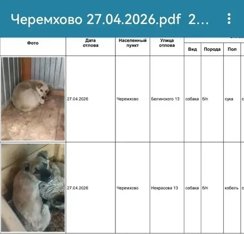 Найдены собаки в Черемхово - свяжитесь с приютом - Потеряшки в Черемхово