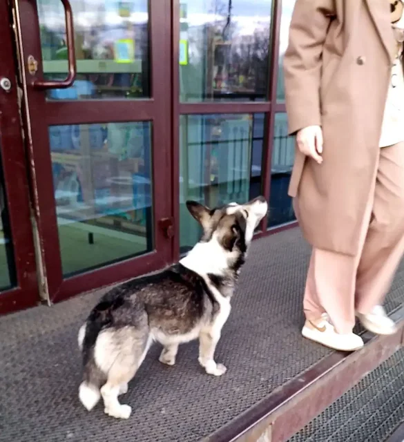 Потерялась собака в Шелехове, ищет хозяина - Пропажа в Шелехов