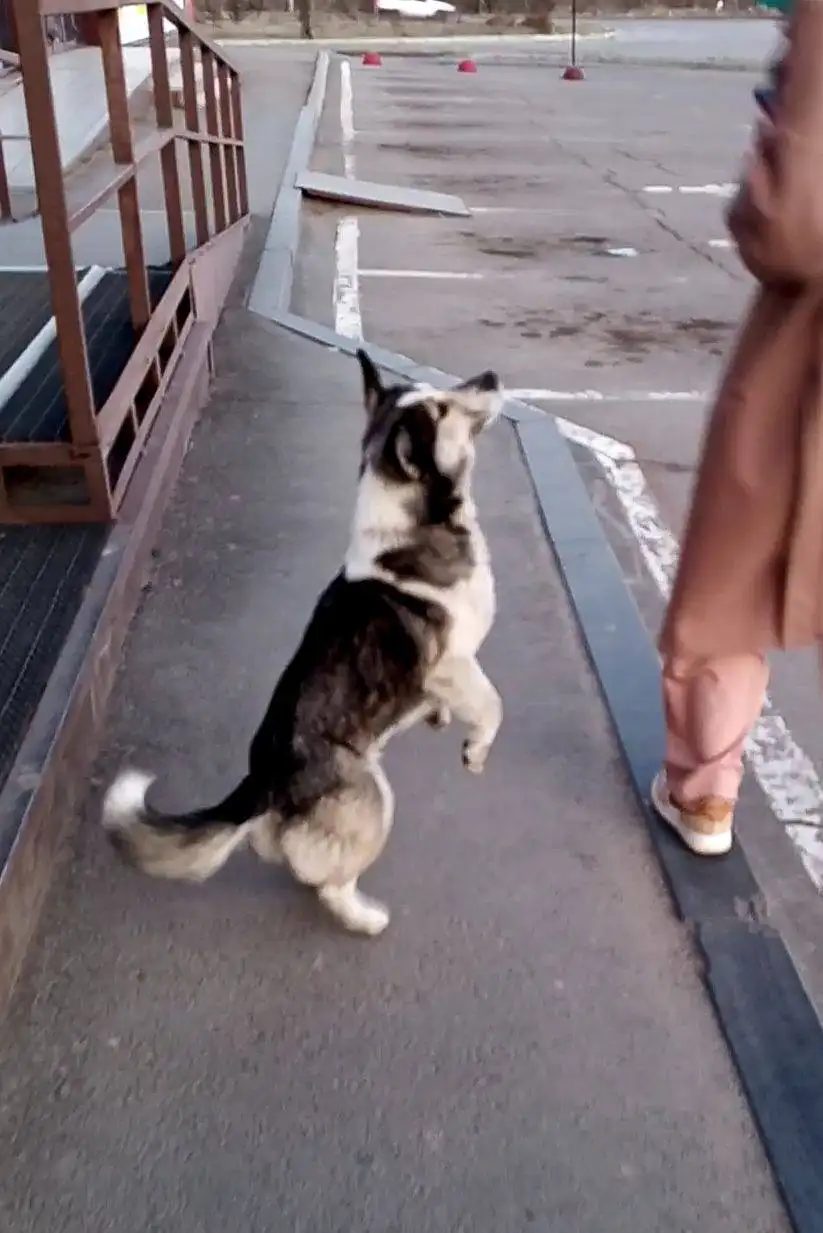 Потерялась собака в Шелехове, ищет хозяина - Потеряшки (Животные) в Шелехов