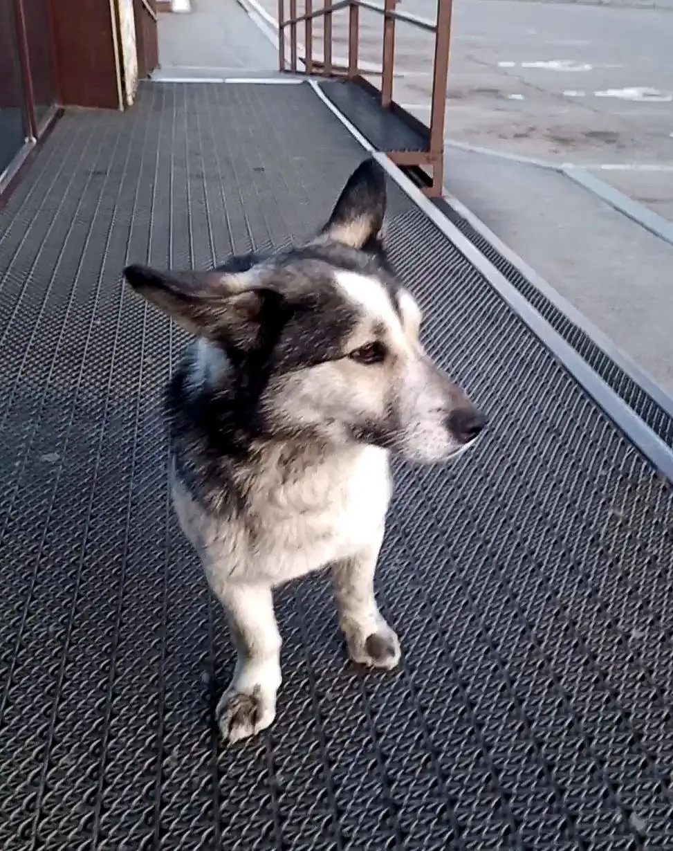 Потерялась собака в Шелехове, ищет хозяина - Потеряшки (Животные) в Шелехов