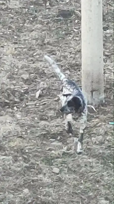 Пропал пёс, похожий на далматинца - Потеряшки (Барахолка) в Иркутск