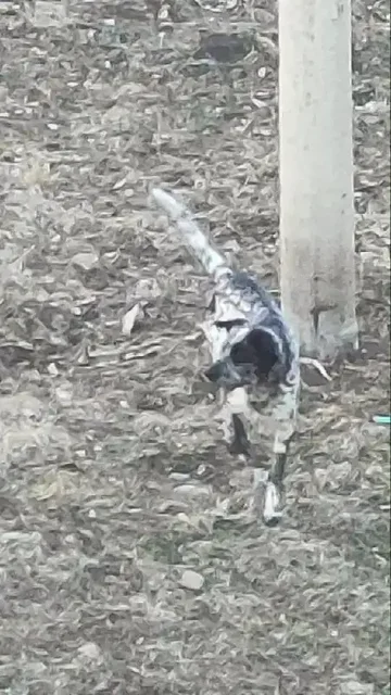 Пропал пёс, похожий на далматинца - Потеряшки в Иркутск