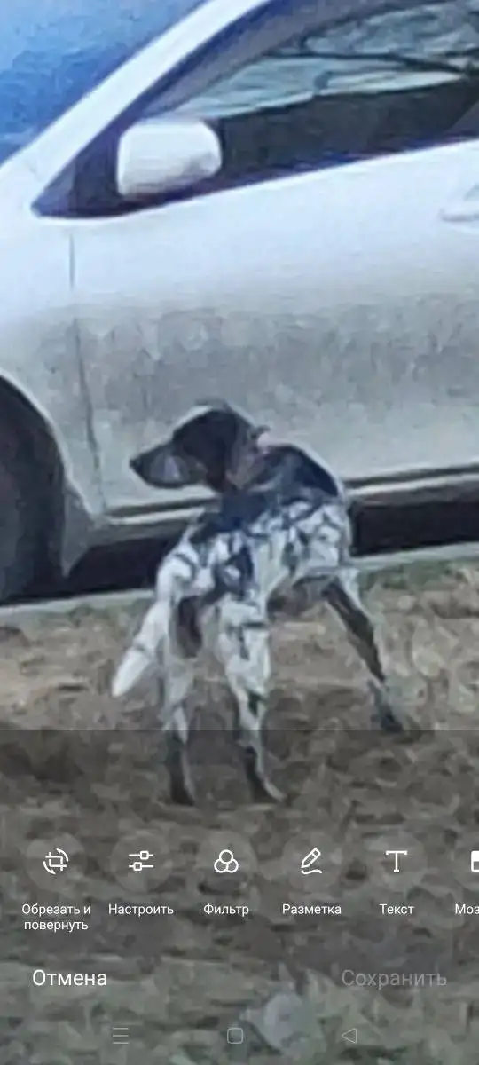 Пропал пёс, похожий на далматинца - Потеряшки (Барахолка) в Иркутск