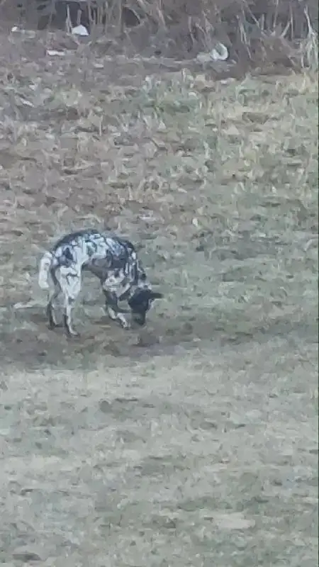Пропал пёс, похожий на далматинца - Потеряшки (Барахолка) в Иркутск