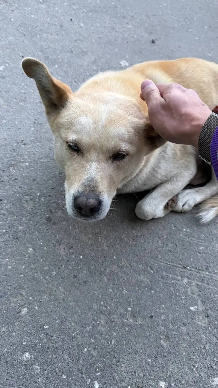 Помогите найти хозяев для потерявшейся собаки - Потеряшки (Животные) в Иркутск