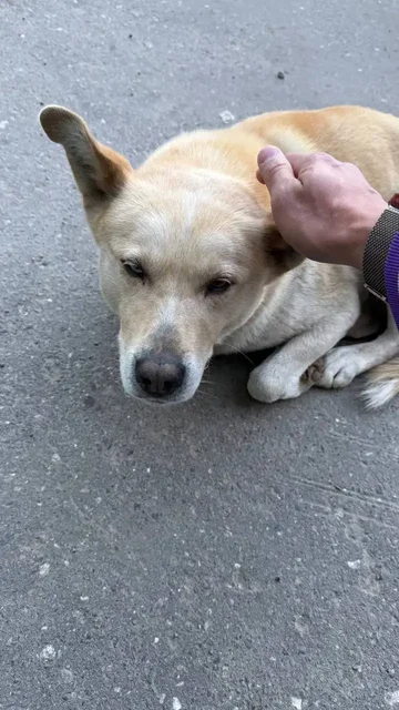 Помогите найти хозяев для потерявшейся собаки - Потеряшки в Иркутск