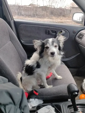 Пропала собака Малыш - Потеряшки в Иркутск