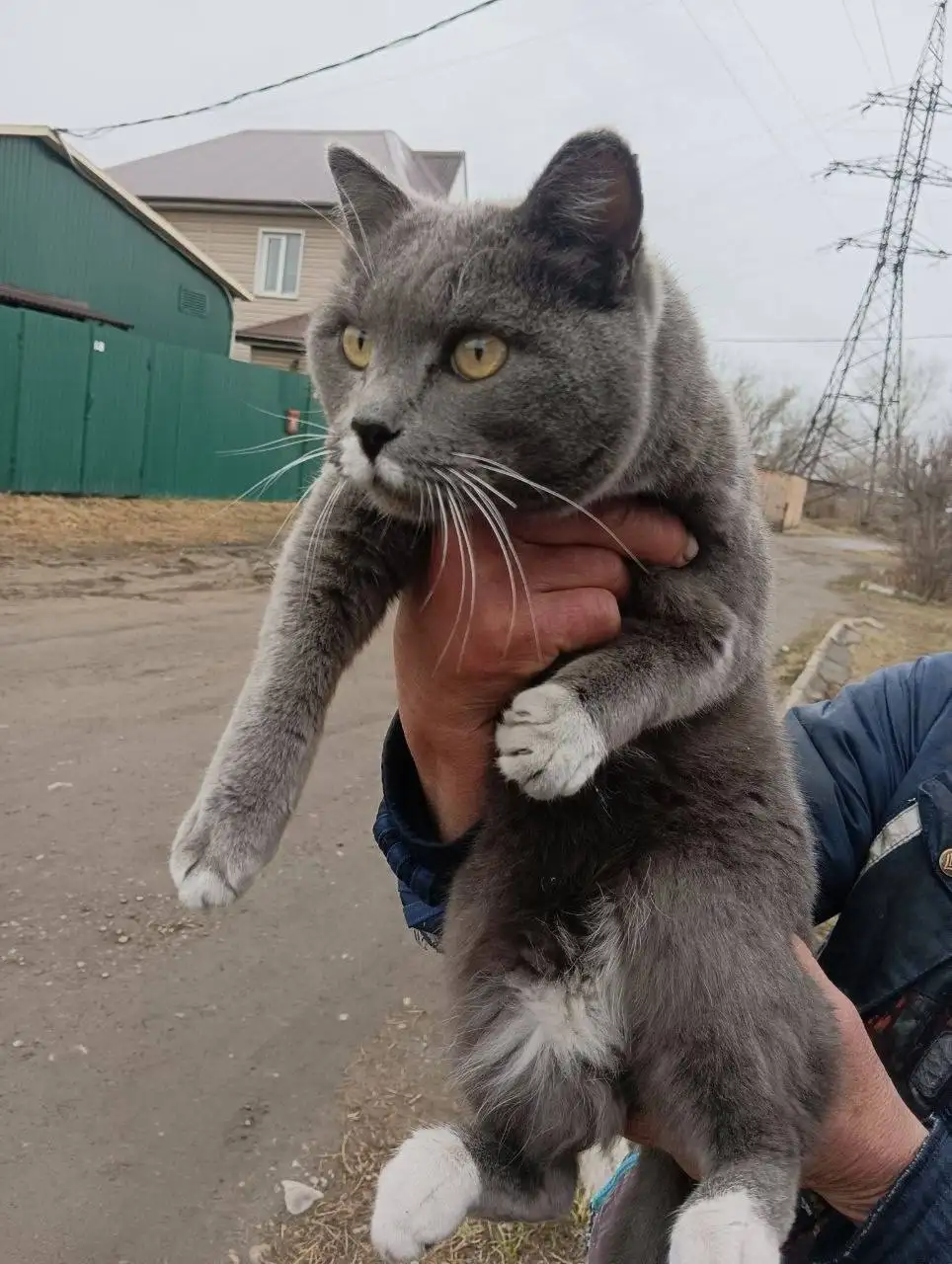 Спасите кота, выброшенного на улицу - Кошки (Животные) в Иркутск