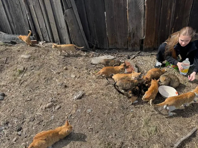 Помощь котам в заброшенном доме - Пропажа животных в Иркутск