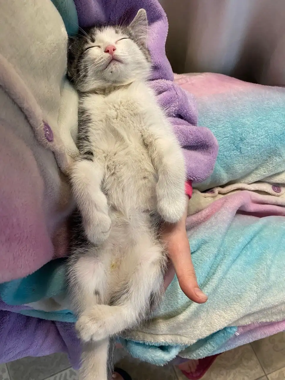 Котенок найденыш Лаки ищет хозяина - Кошки (Животные) в Иркутск