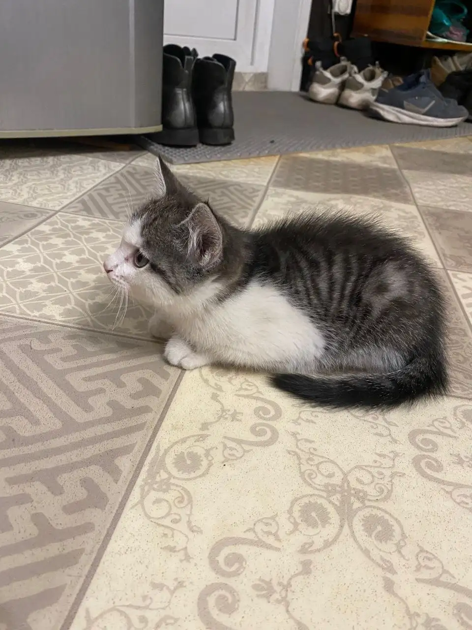 Котенок найденыш Лаки ищет хозяина - Кошки (Животные) в Иркутск