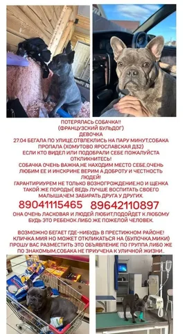 Потеряшка животное Хомутово - частное объявление в Хомутово