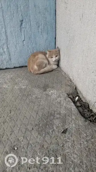Найдена кошка (персиковая окраска) - Кошки (Животные) в Ангарск
