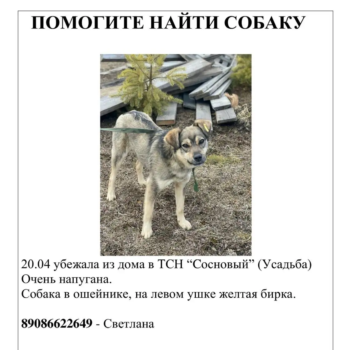 Потерялась собака в ТСН Сосновый Баклаши - Животные в село Баклаши