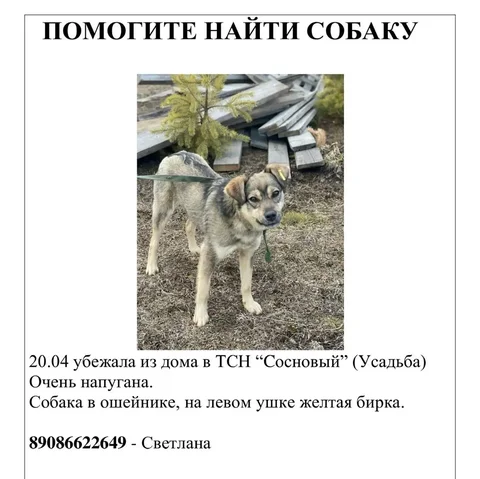 Потерялась собака в ТСН Сосновый Баклаши - Животные в село Баклаши