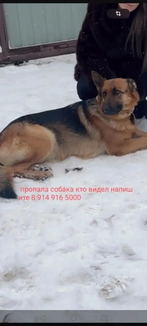 Потерялась овчарка в Ручейке-2 - Потеряшки (Животные) в Иркутск