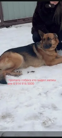 Потерялась овчарка в Ручейке-2 - Передержка в Иркутск