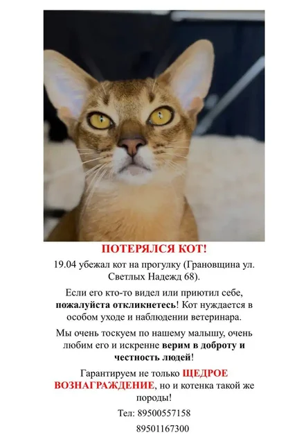 Пропал кот в Грановщине, вознаграждение - Животные в Грановщина