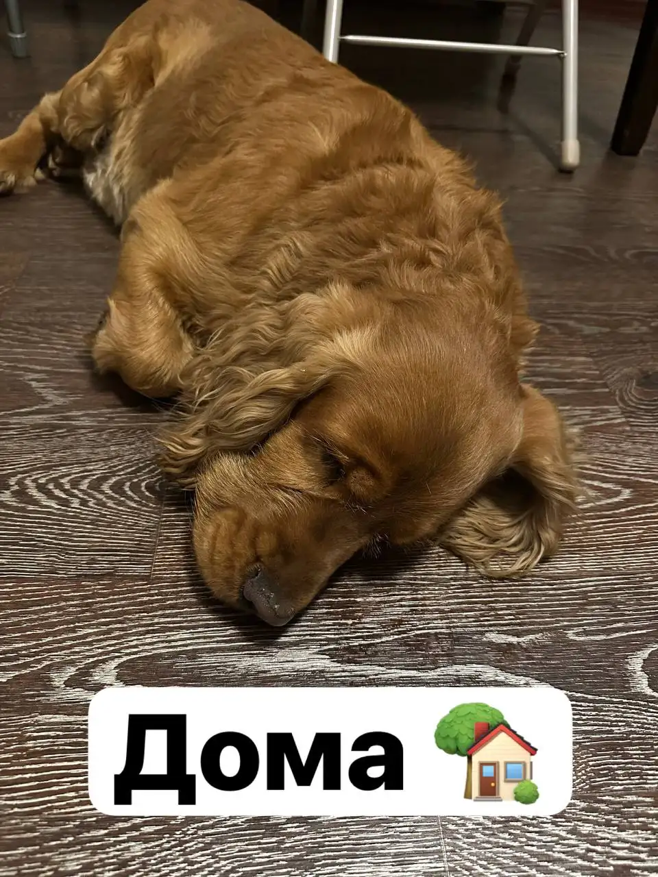 Домик для кошки - Зоотовары (Для дома и дачи) в Иркутск