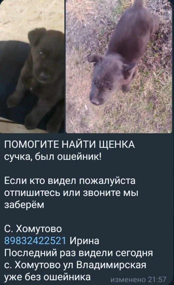 ПОТЕРЯШКА ИРКУТСК ЖИВОТНЫЕ - Потеряшки (Животные) в Иркутск