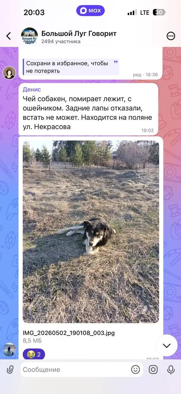 Срочно! Помогите собаке, Большой луг - Животные в Иркутск