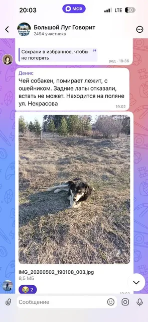 Срочно! Помогите собаке, Большой луг - Поиск животных в Иркутск