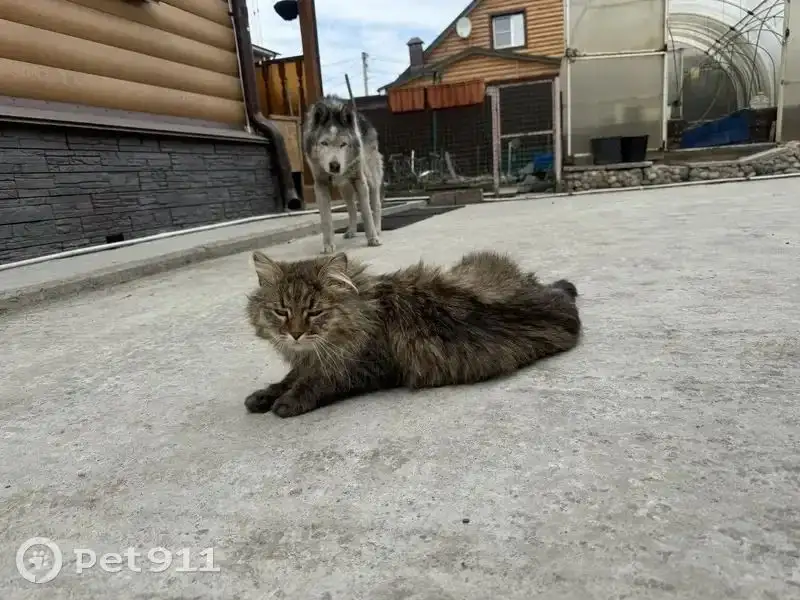 Потерялся кот Мурчик - Животные в Иркутск