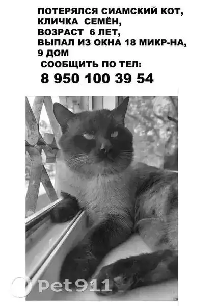 Потерялся сиамский кот - Животные в Ангарск