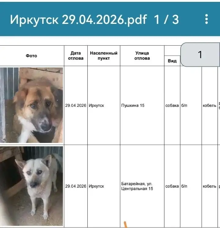 Потерялись собаки в Иркутске - Потеряшки (Животные) в Иркутск