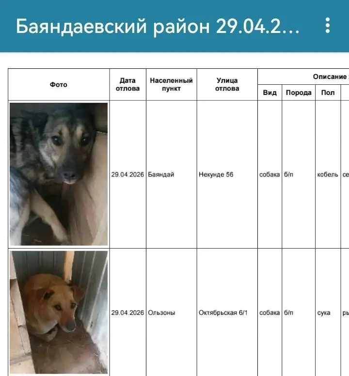 Потерянные собаки из Баяндаевского района - Животные в Усолье