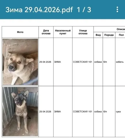 Найдена собака Зима в приюте Усолья - Животные в Усолье