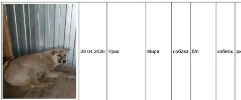 Потерялись собаки в Грановщине и Урике - частное объявление в Усолье-Сибирское