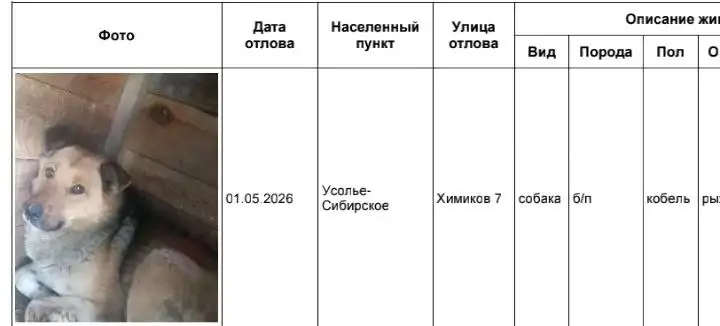 Потеряшки в приюте Усолья-Сибирского - Потеряшки (Животные) в Усолье