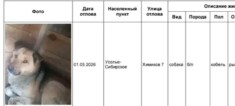 Потеряшки в приюте Усолья-Сибирского - Животные в Усолье