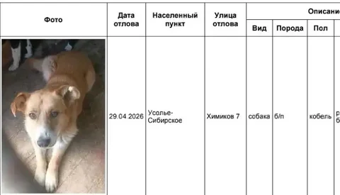 Потерянные собаки в Усолье-Сибирском - частное объявление в Усолье-Сибирское