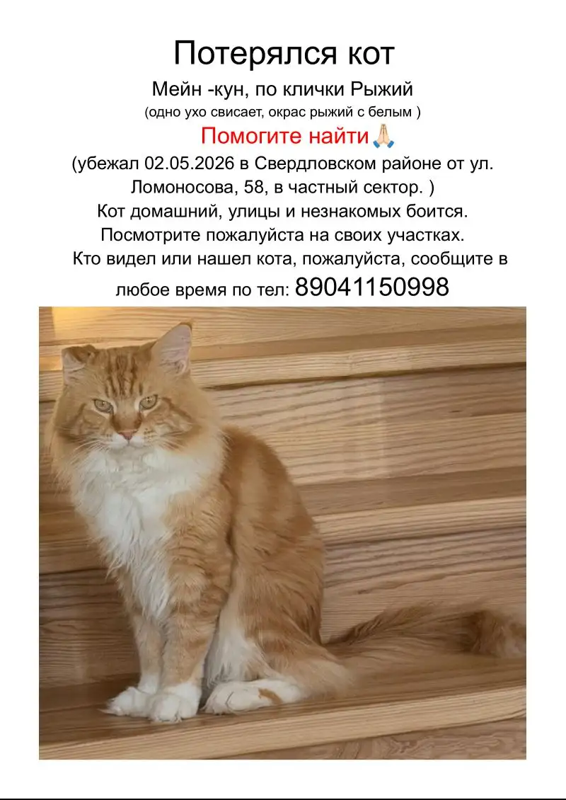 Потерялся кот Мейн-кун рыжий - Кошки (Животные) в Иркутск