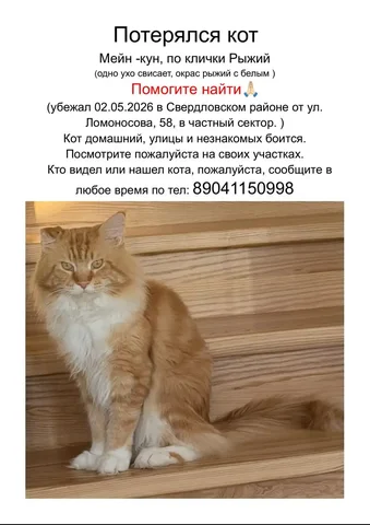 Потерялся кот Мейн-кун рыжий - Поиск животных в Иркутск