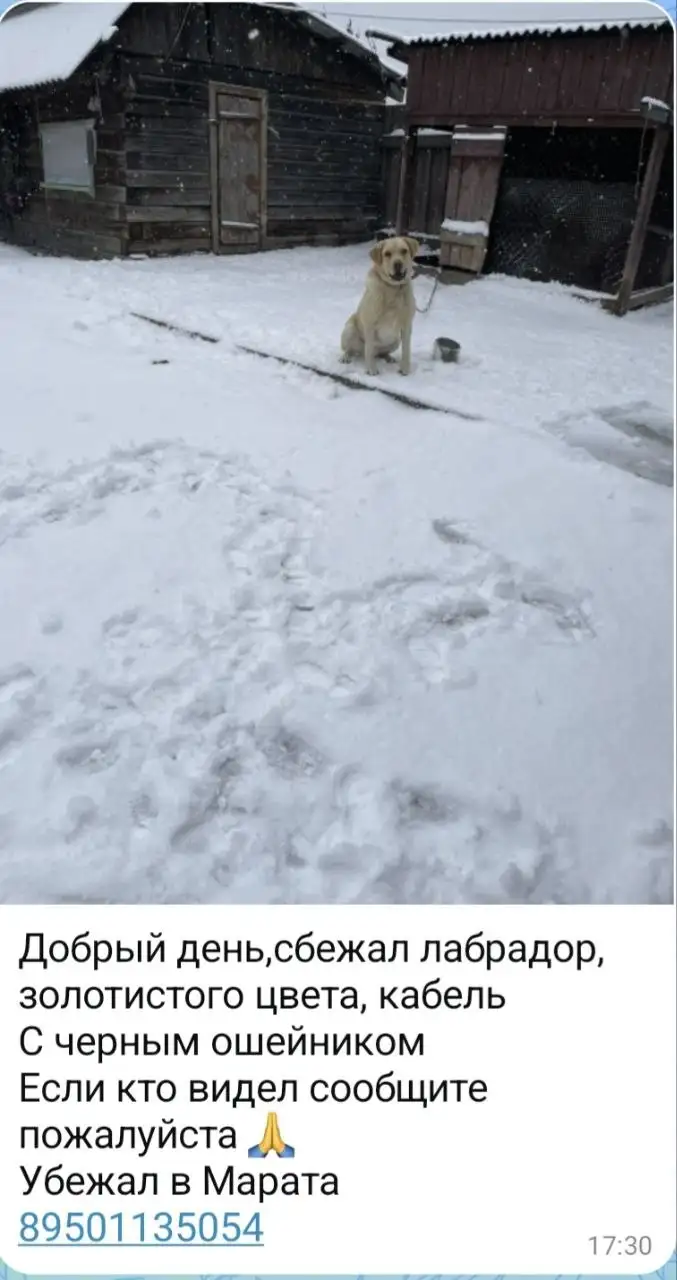 Кошка потеряна - Животные в Иркутск