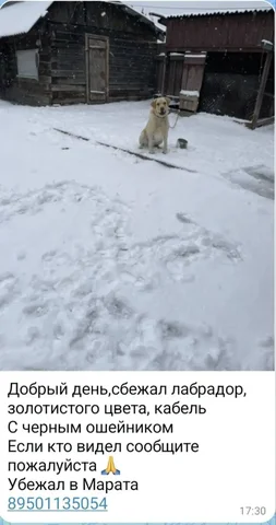 Кошка потеряна - Одежда для животных в Иркутск