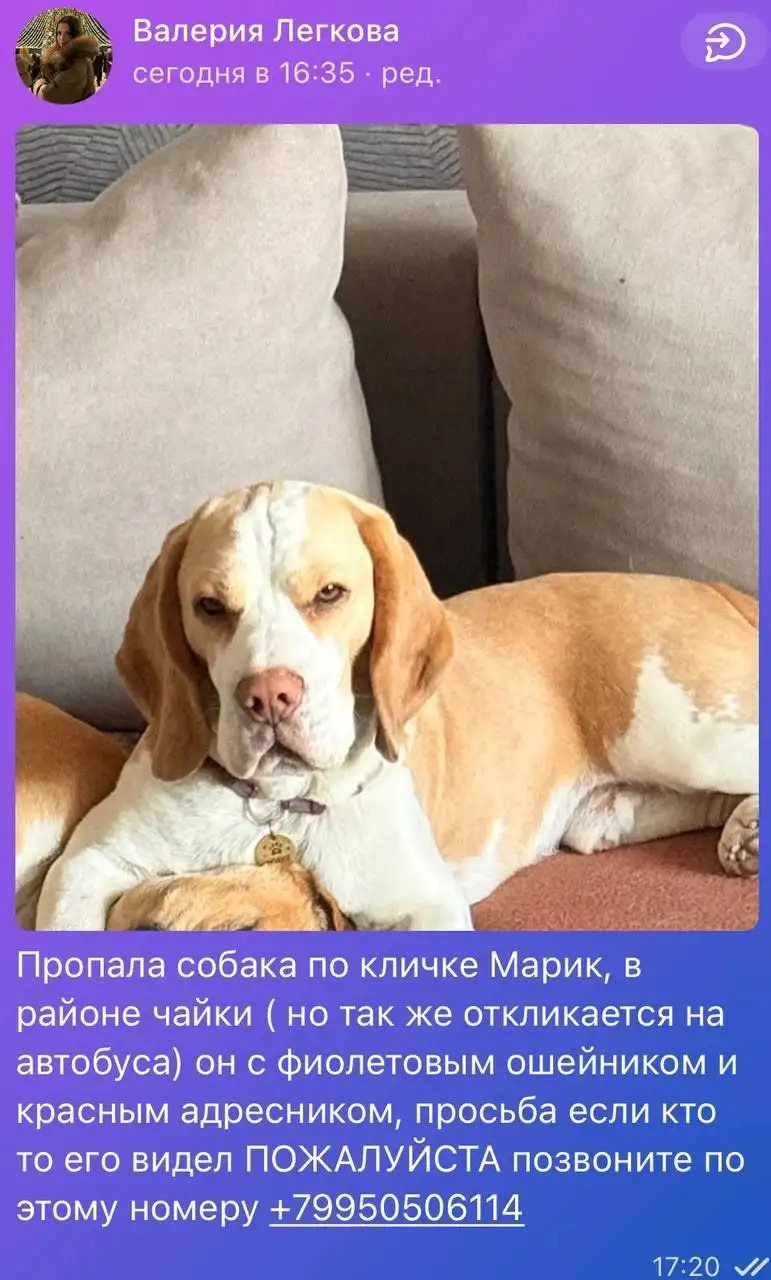 Овчарка Арчи, 1,5 года - Собаки (Животные) в Иркутск