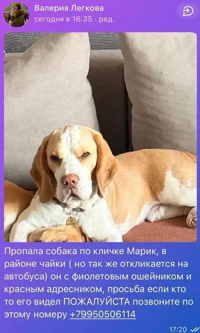 Овчарка Арчи, 1,5 года - частное объявление в Иркутск